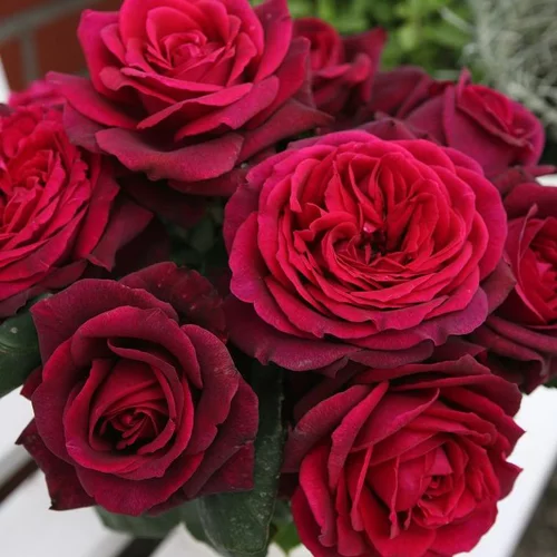 Rosier grosses fleurs Parfuma Mme de Montespan. Le pot de 4 litres