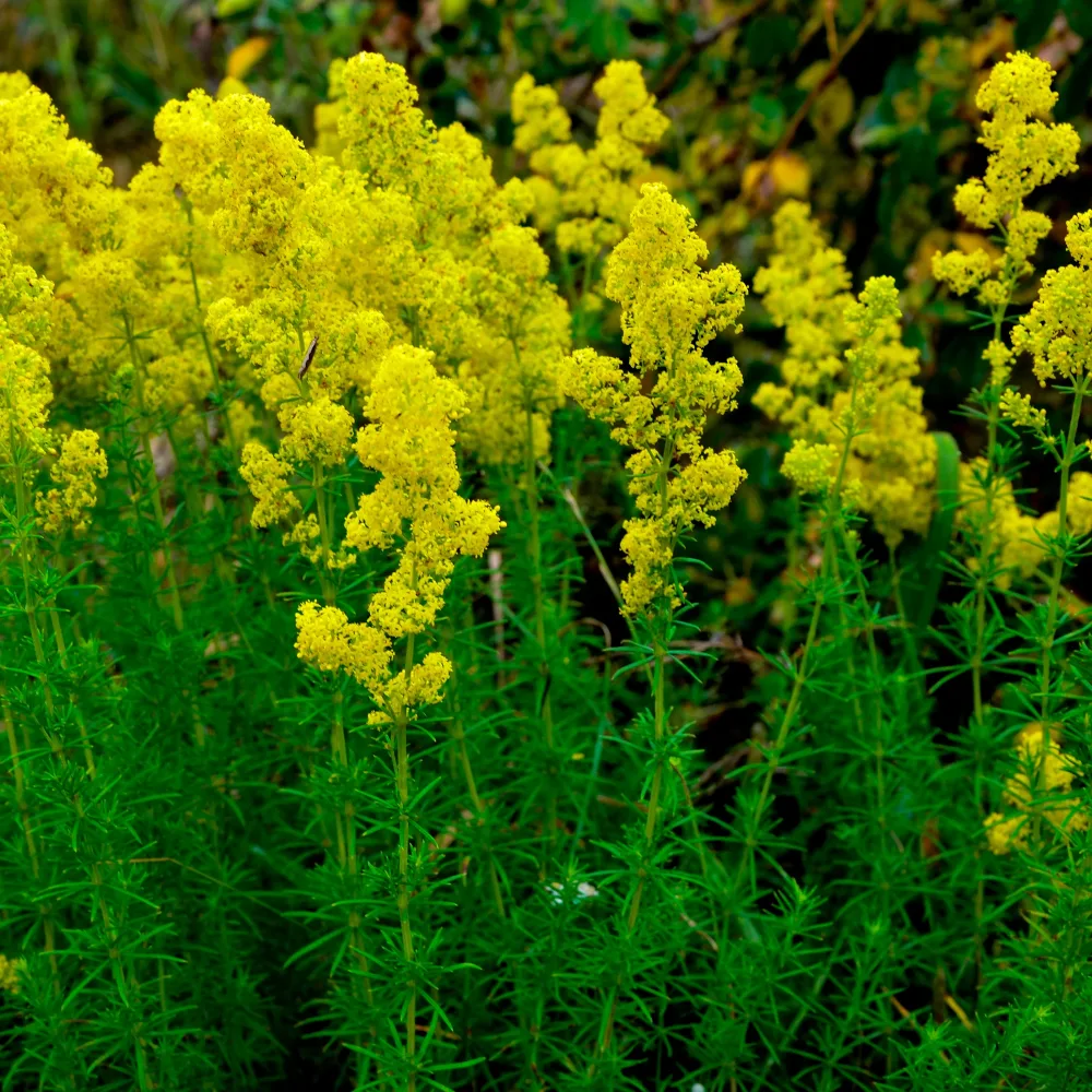 Caille-lait jaune - Gaillet vrai Galium verum