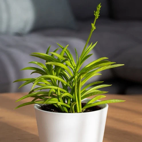Séneçon de Barberton Senecio Himalaya