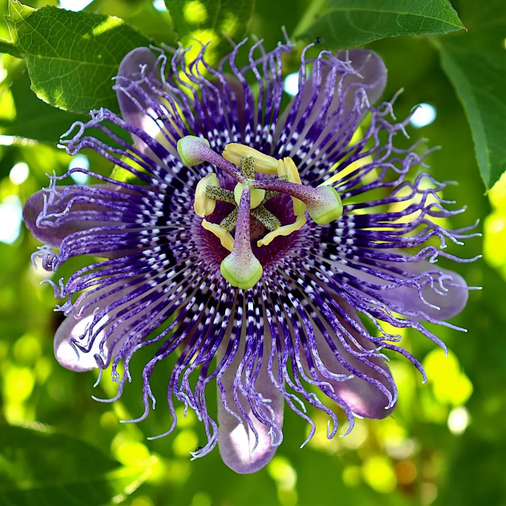 Passiflore officinale Passiflora incarnata