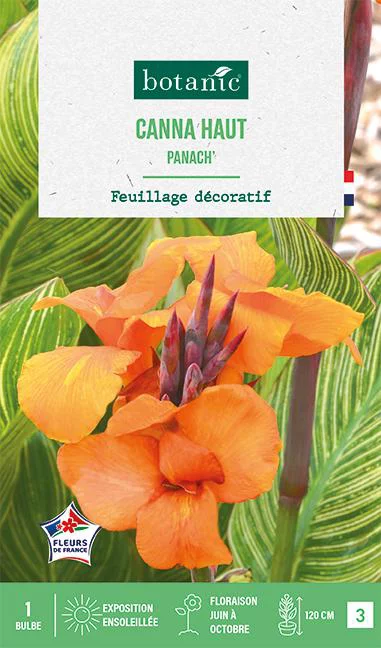 Bulbe de fleurs Canna Panach botanic® - 1 bulbe