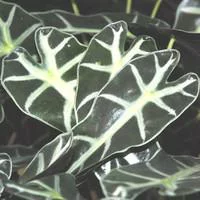 Alocasia Polly