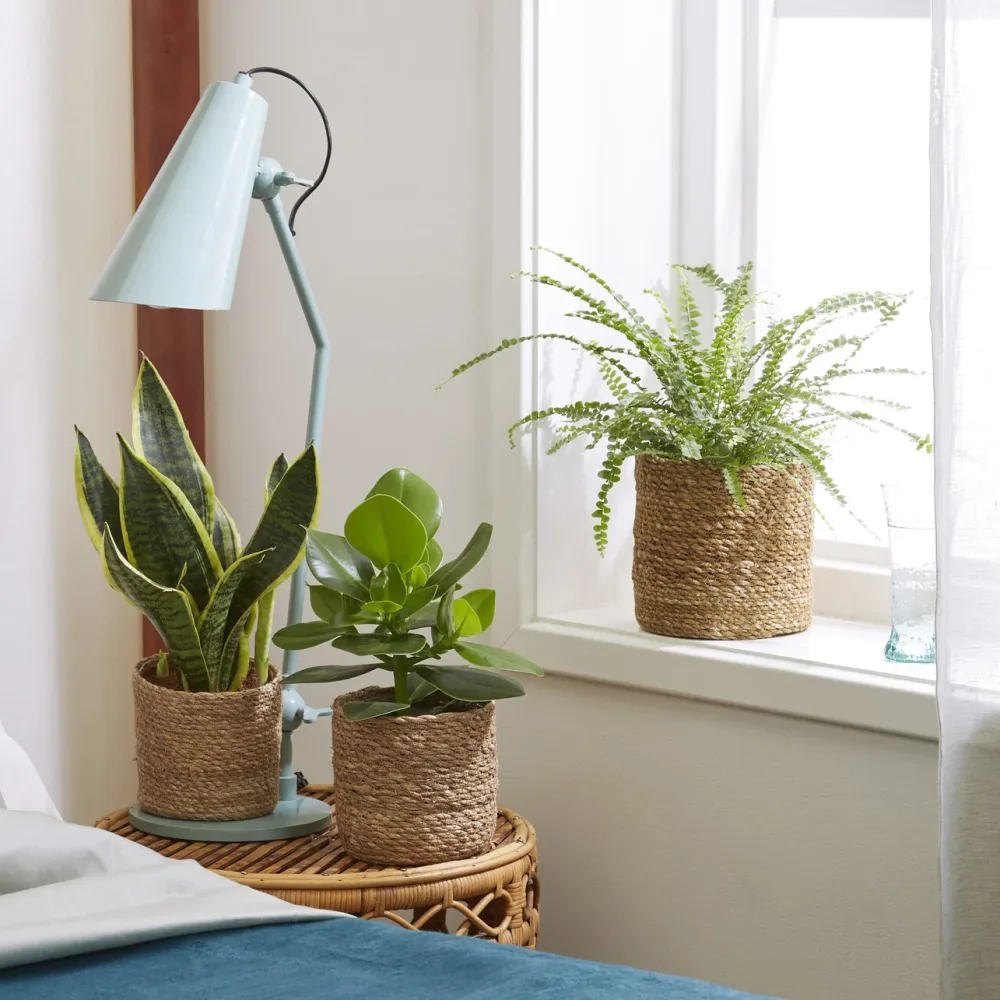 Collection de 3 plantes vertes pour petit espace Clusia rosea princess, nephrolepis duffi, sansevieria