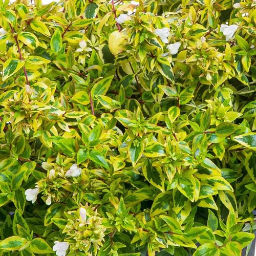 Abelia. Le pot de 0,5 litre