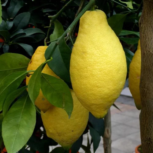Citronnier. Le pot de 25 litres