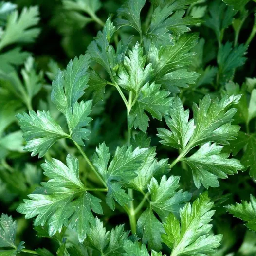 Peterselie | Aromatische en Kruiden zaden