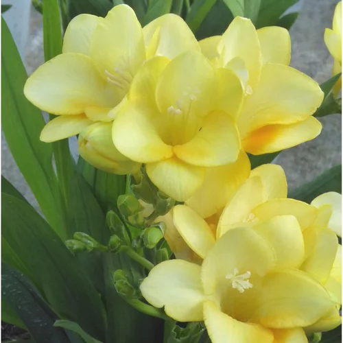 Freesia ou Muguet du Cap à fleurs multicolores - Le pot Ø 13 cm