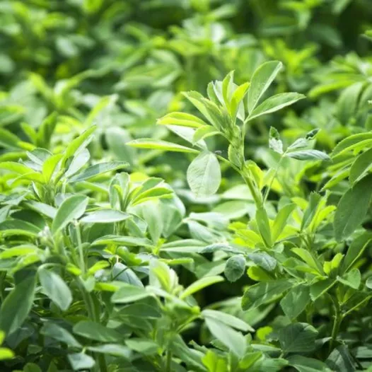 Biologische en reproduceerbare Luzerne zaden (groenbemesters)