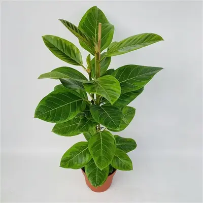 Ficus Altissima. Le pot de Ø 21 x H 90 cm