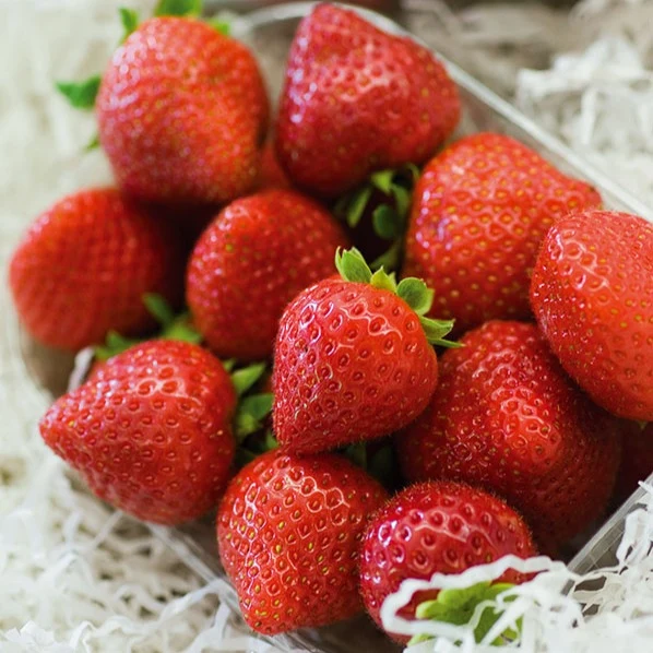 Fraisier remontant Charlotte Fragaria x ananassa Charlotte
