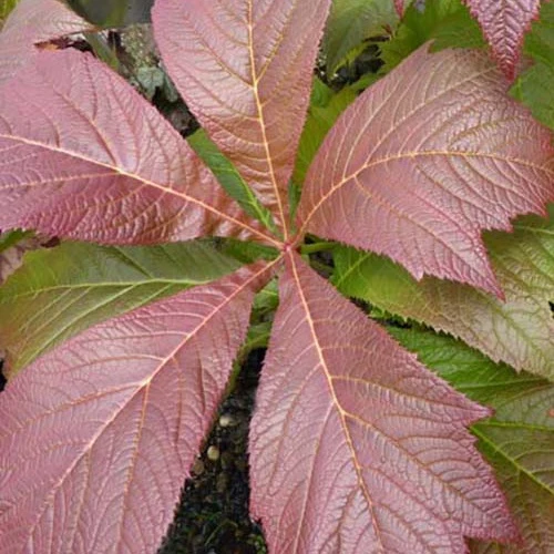 Rodgersia à feuilles pennées Rotlaub Rodgersia pinnata rotlaub