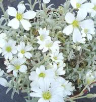 Cerastium Tomentosum - Le pot de 1 litre