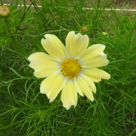 Bio zaden van Cosmos Late sensation Yellow