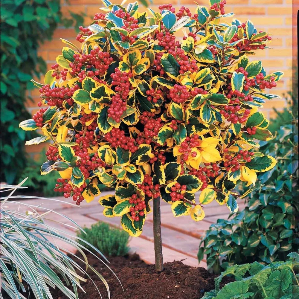 Houx panaché sur tige Ilex x altaclerensis Golden King