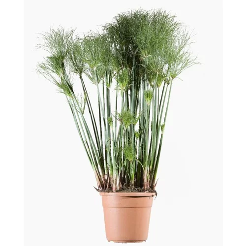 Cyperus Papyrus Profiler Little Prince (jonc du Nil) en pot de 4 L vert