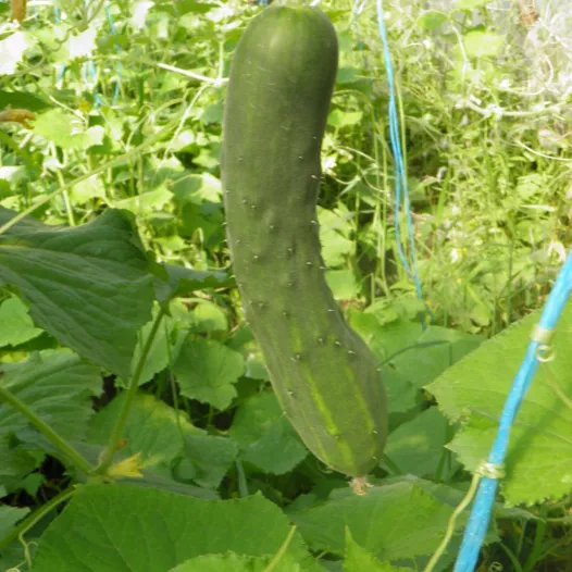 Biologische zaden van Komkommer Le Généreux
