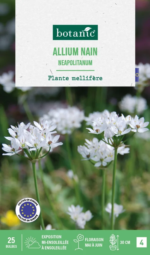 Allium neapolitanum botanic® - 25 bulbes