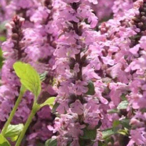 Bugle rampante Purple Torch Ajuga reptans purple torch