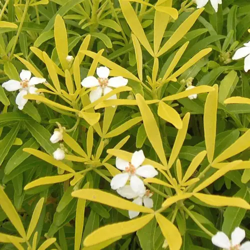 Choisya Arizonica Aztec Gold – Pot de 3L