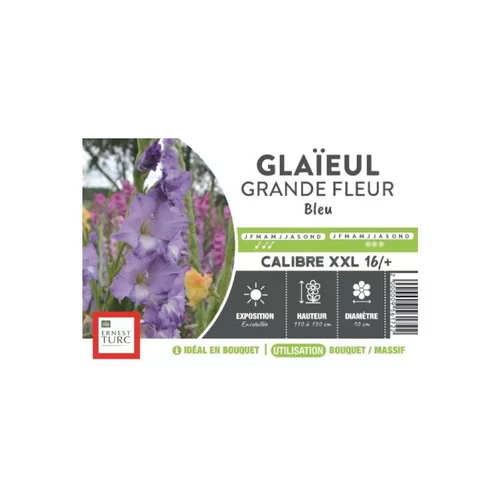 Glaïeul à grandes fleurs bleu Ernest Turc - bulbes vrac