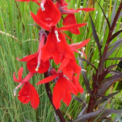 Lobelia écarlate Lobelia cardinalis