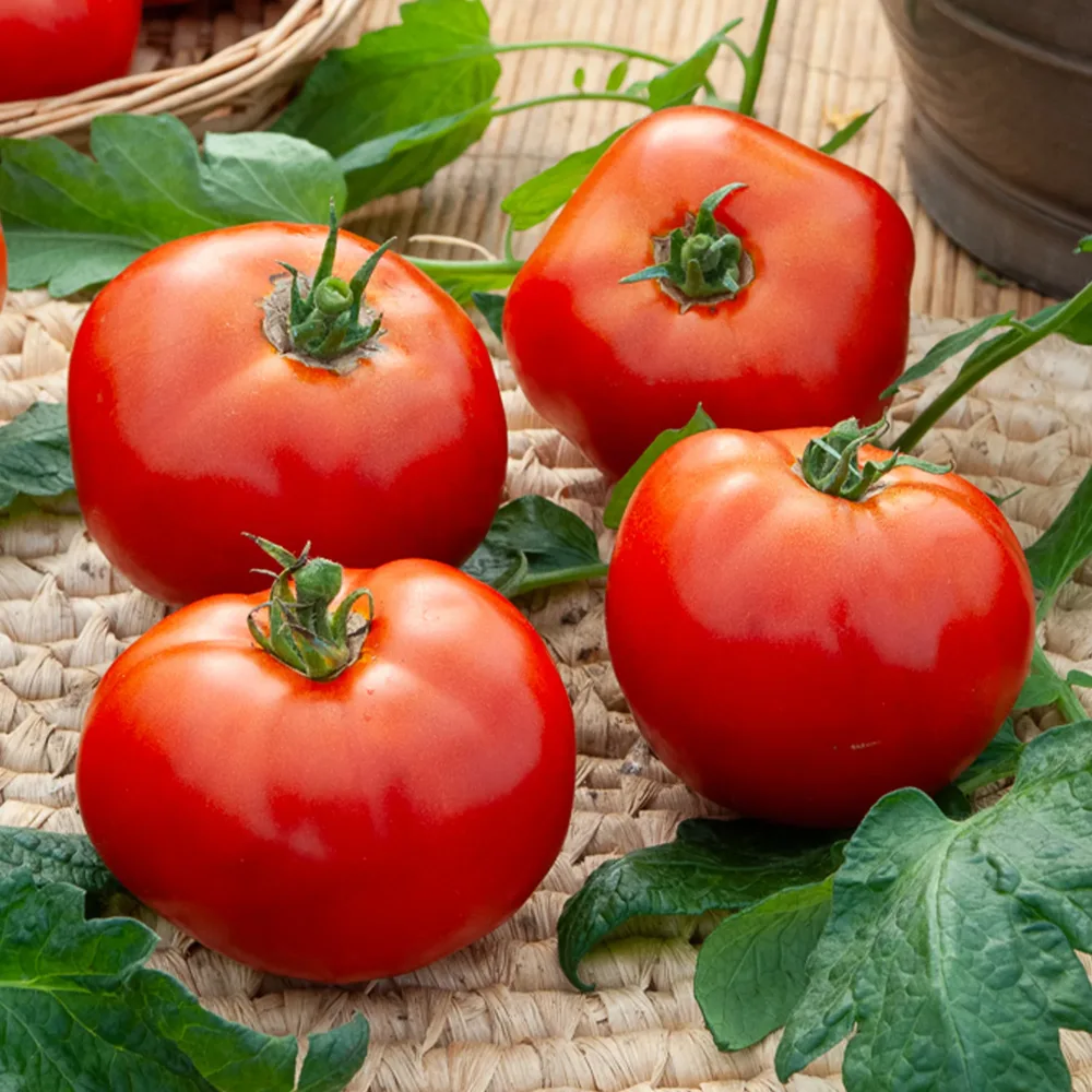 Tomate Merveille des marchés Solanum lycopersicum Merveille des Marchés