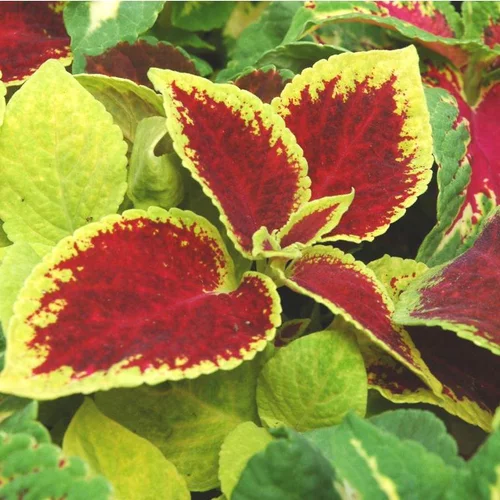 Coléus de bouture ou Coliole de bouture au feuillage multicolore - Le pot de 1,4 litres