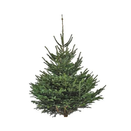 Sapin de Noël naturel coupé Nordmann - de 125 à 150 cm