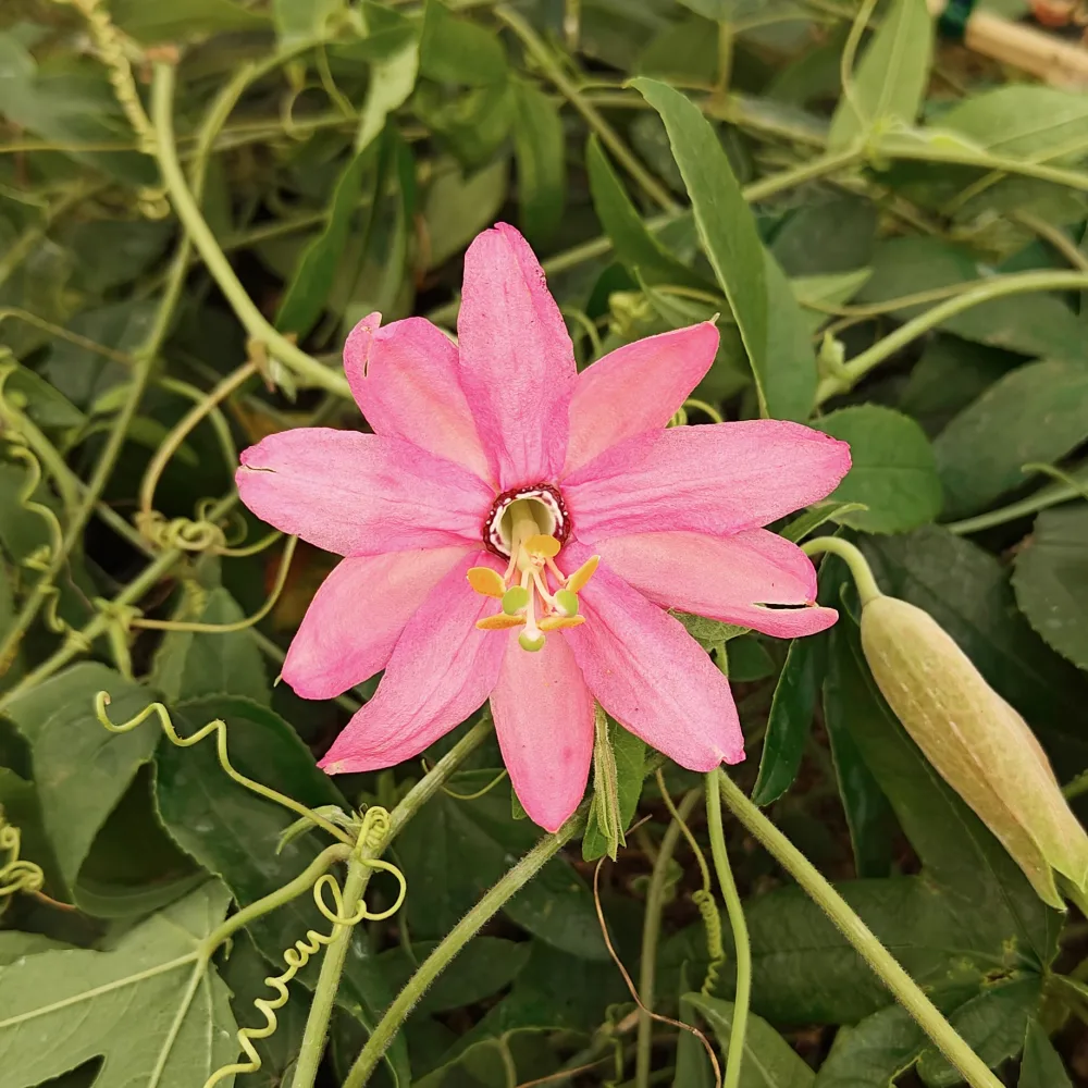 Passiflore banane Passiflora mollissima
