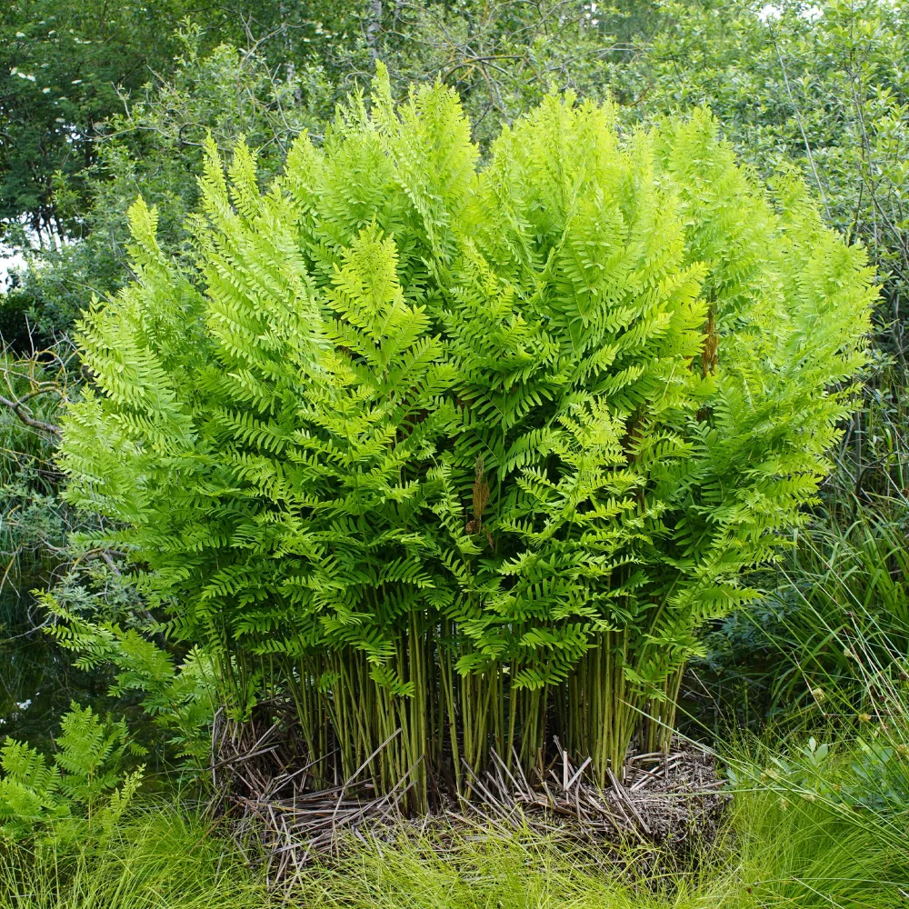 Osmonde royale Osmunda regalis