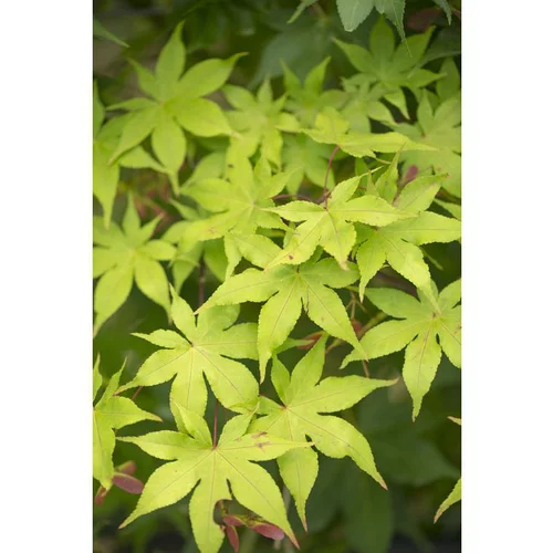 Erable du Japon (ACER PALAMATUM OZAKAZUKI ) Le pot de 3 litres
