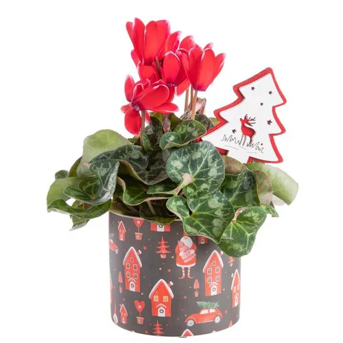 Composition de Noël cyclamen multicolore pot en céramique chalets rouges