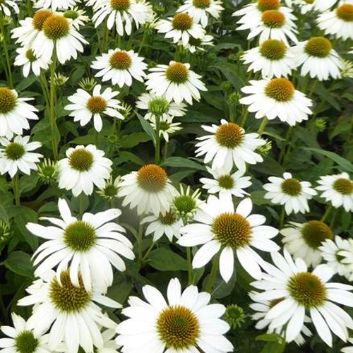Echinacée pourpre Pow Wow White Echinacea purpurea Pow Wow White