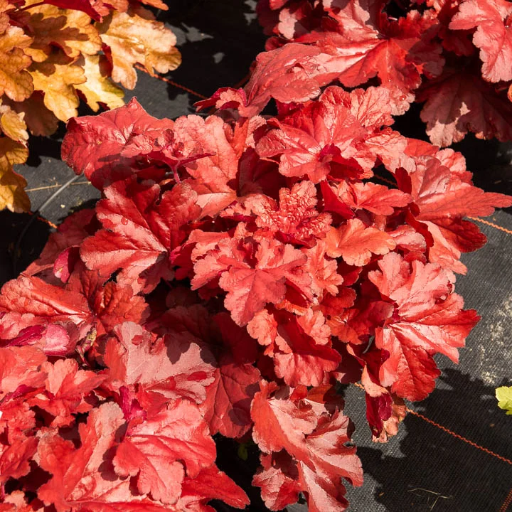 Heuchère Forever Red Heuchera forever red ( forever series )