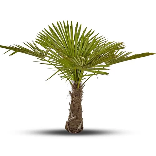 Palmier chanvre ou Palmier de Chine Excelsa vert. Le pot de 50 litres, 50/60 cm