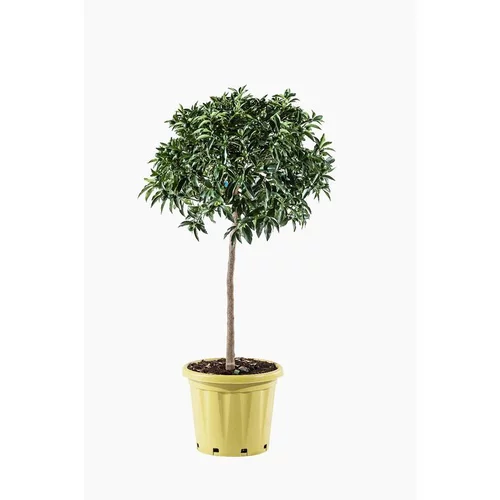 Kumquat. Le pot de 25 litres