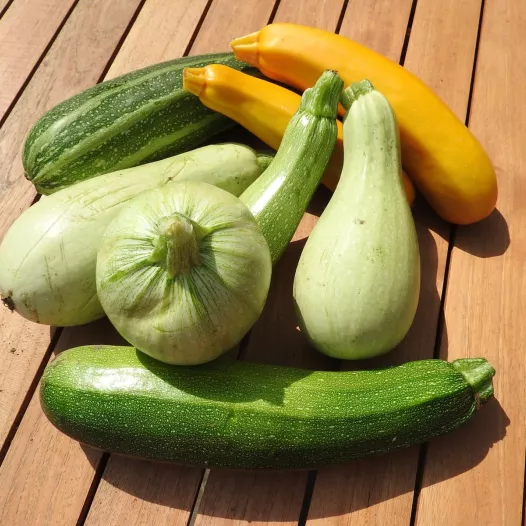 Biologische zaden van Courgette mengeling