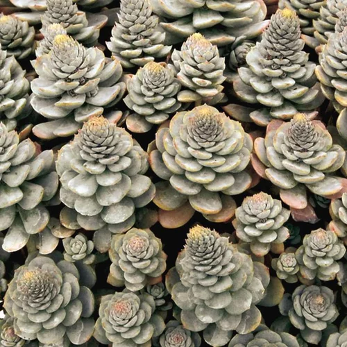 Orostachys Boehmeri - Le pot de 1 litre