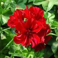 Géranium lierre à fleurs simples - Le pot de 45 cm