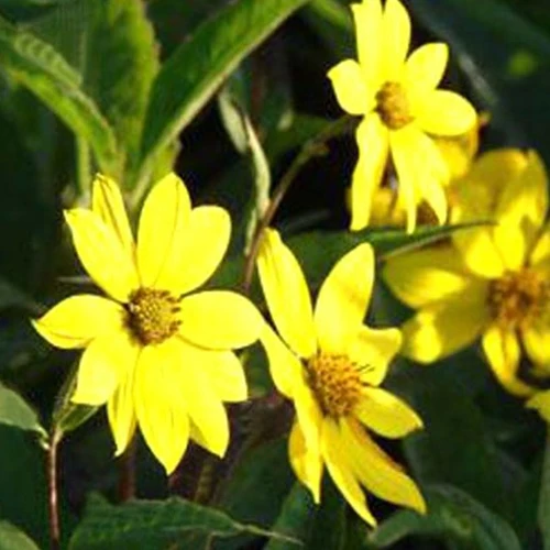 Tournesol vivace géant Helianthus atrorubens giganteus