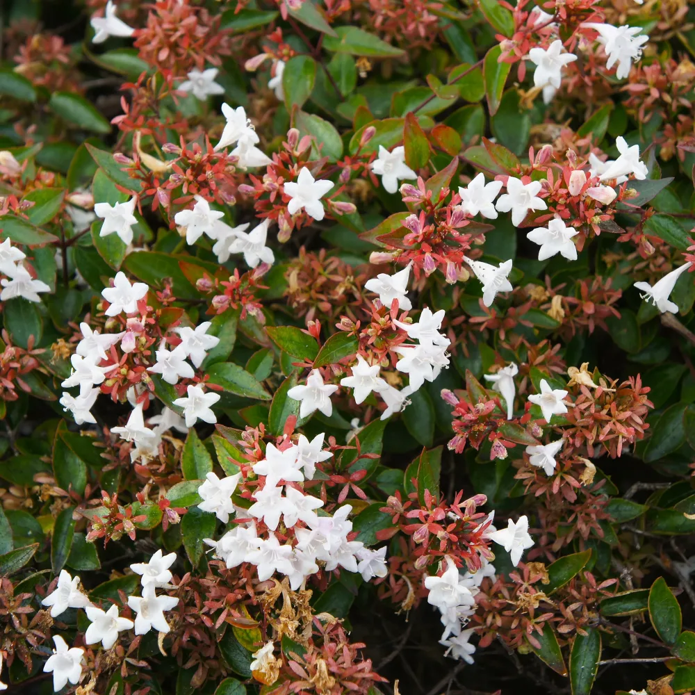 Abélia à grandes fleurs Abelia grandiflora