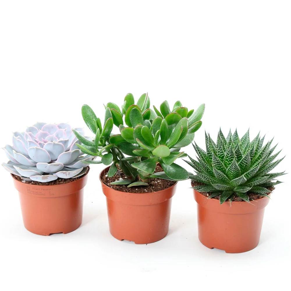 Collection de 3 succulentes - Aloé, Echeveria, Crassula Aloe , Echeveria , Crassula