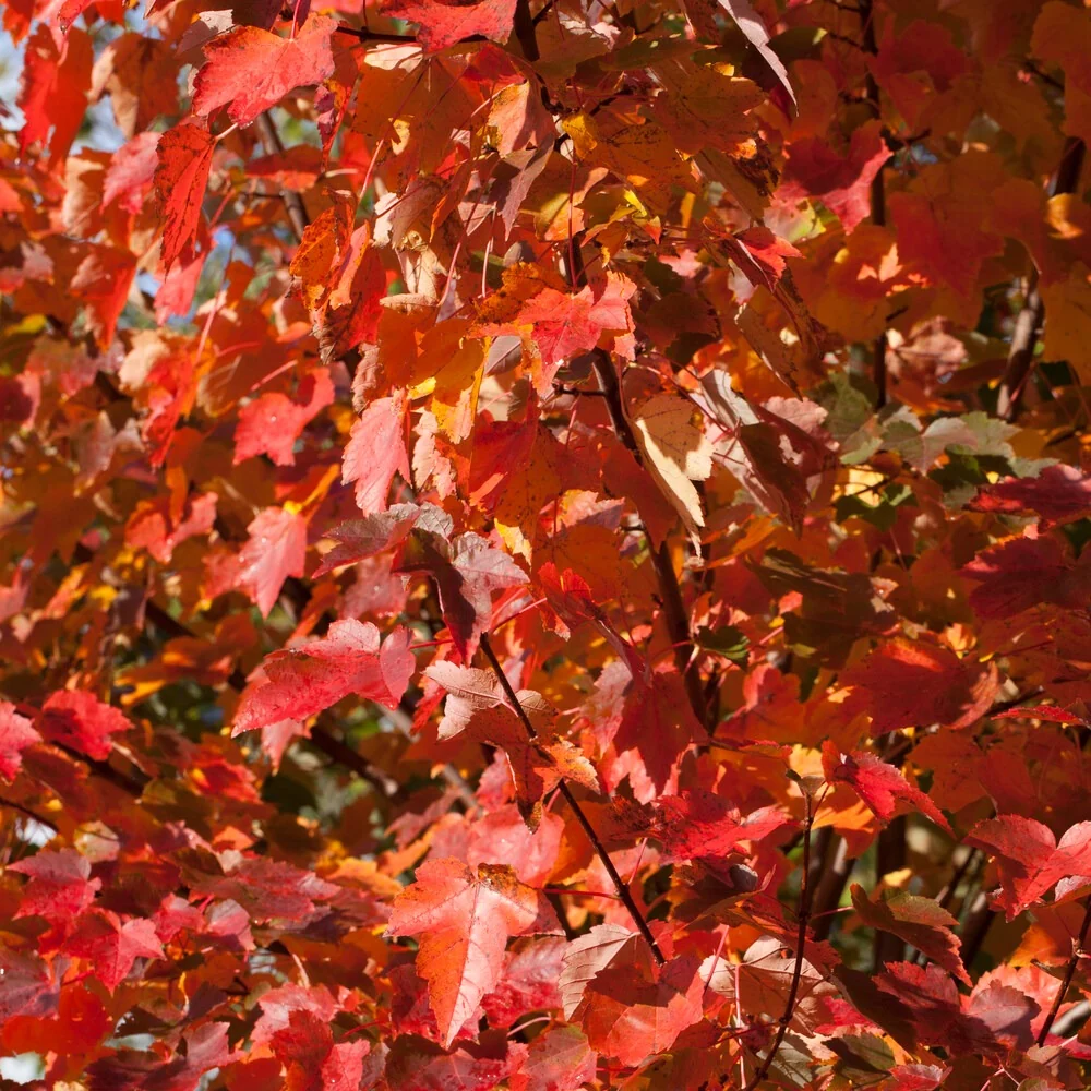 Erable rouge Acer rubrum 'sun valley'