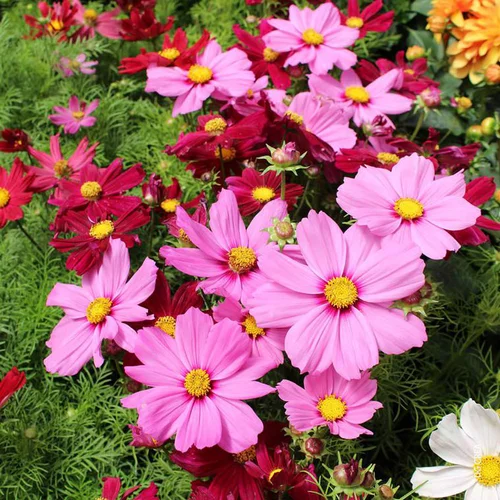 Cosmos à fleurs multicolores - Le pot Ø 19 cm