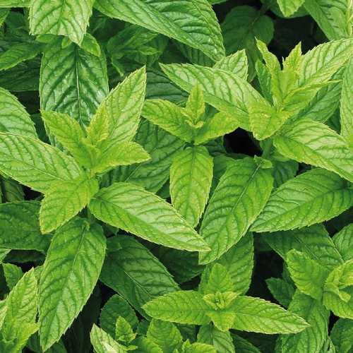Menthe Marocaine Bio. Le pot de 9x9 cm