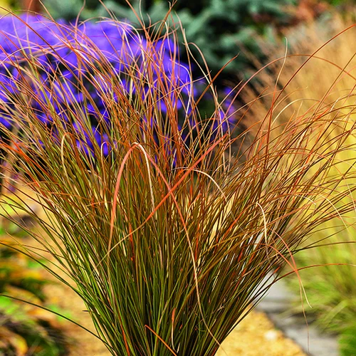 Carex Testacea orange botanic®. Le pot de 2 litres
