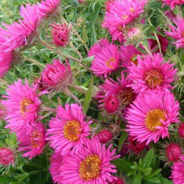 Aster de Nouvelle-Angleterre Andenken an Alma Pötschke Aster novae-angliae andenken an alma pötschke