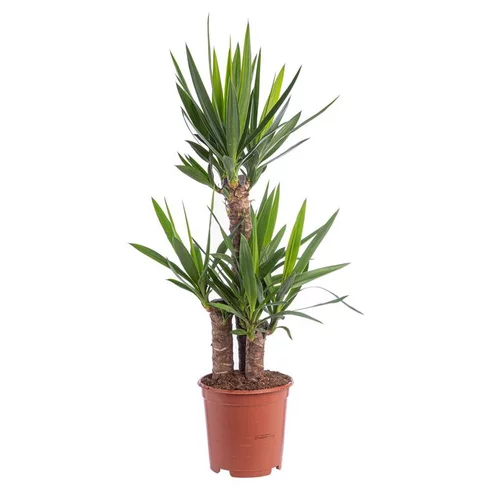 Yucca 3 pieds. Le pot Ø 21 cm