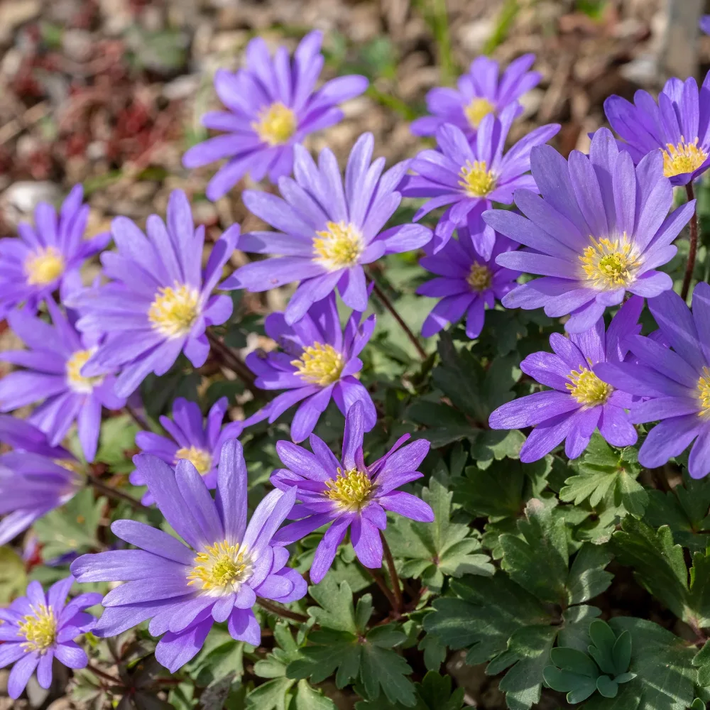 30 Anémones de Grèce Blue Shades Anemone blanda Blue Shades