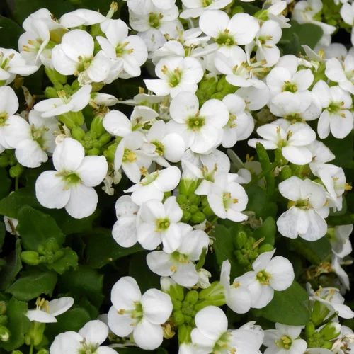 Arabis. Le pot de 13 cm